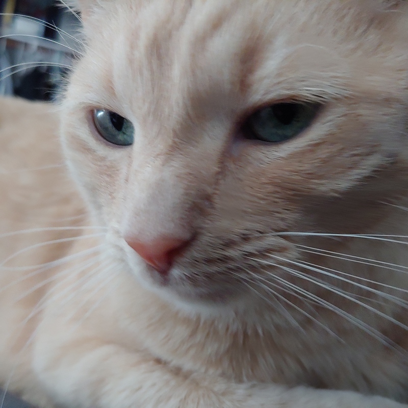 uff kitty