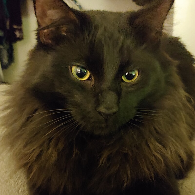 Fluffy black cat